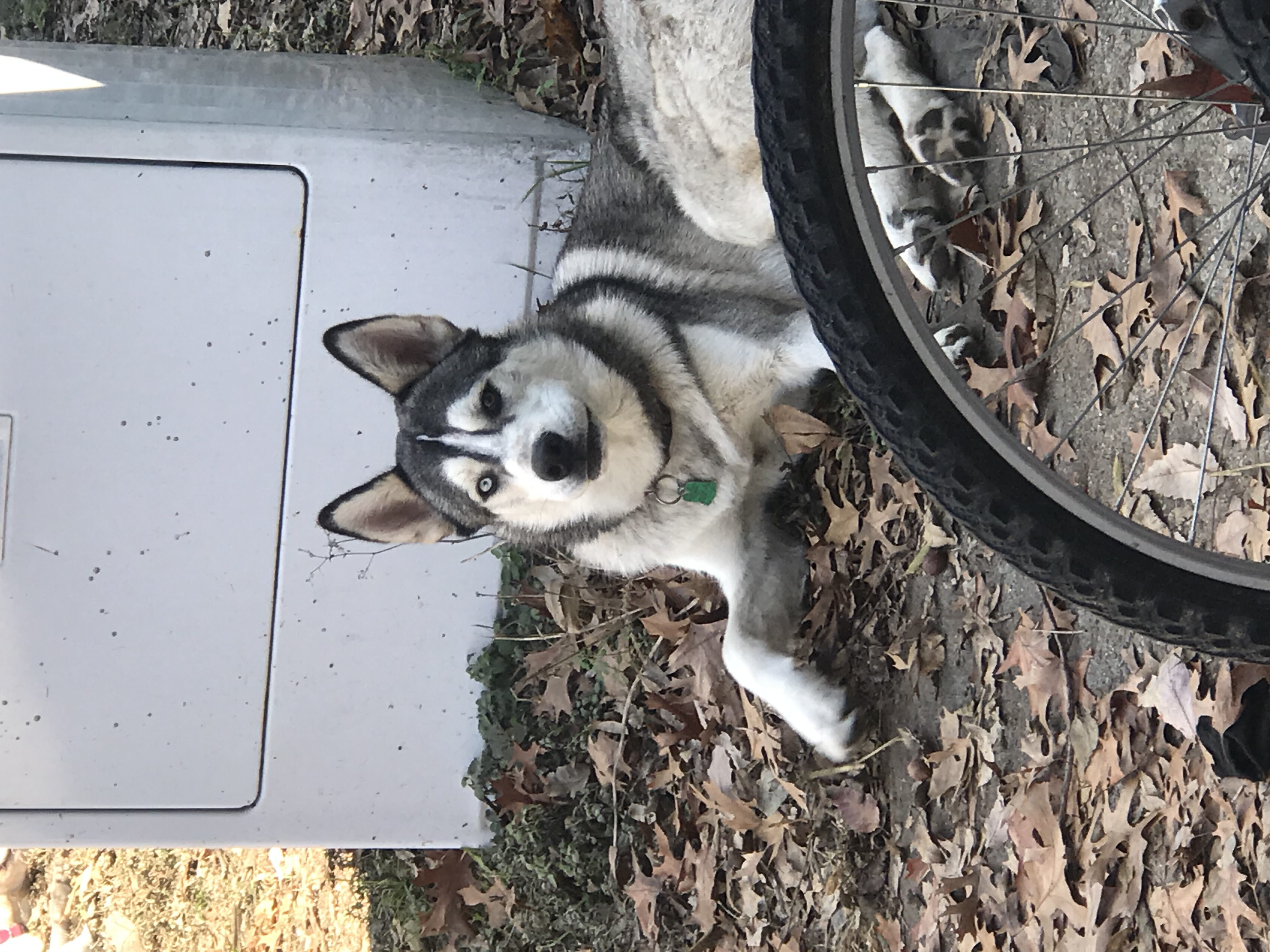 Nft Blaze the Husky #1