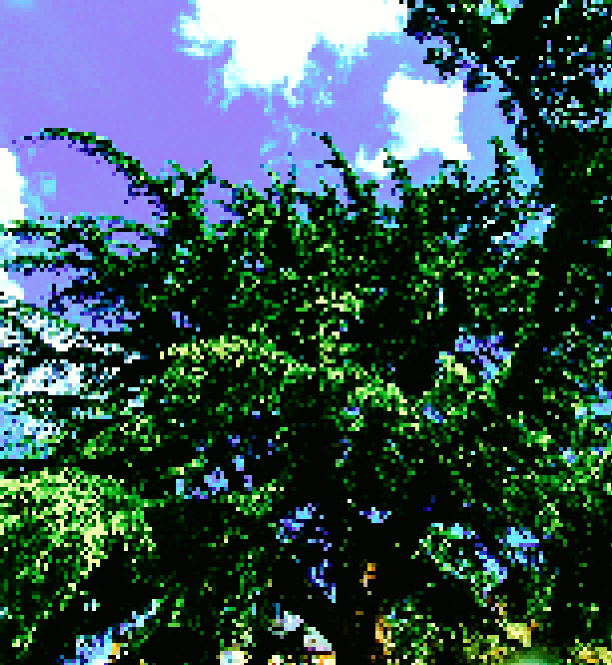Nft Cedar Tree