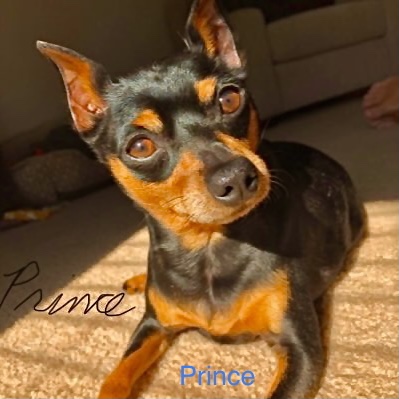 Nft Prince