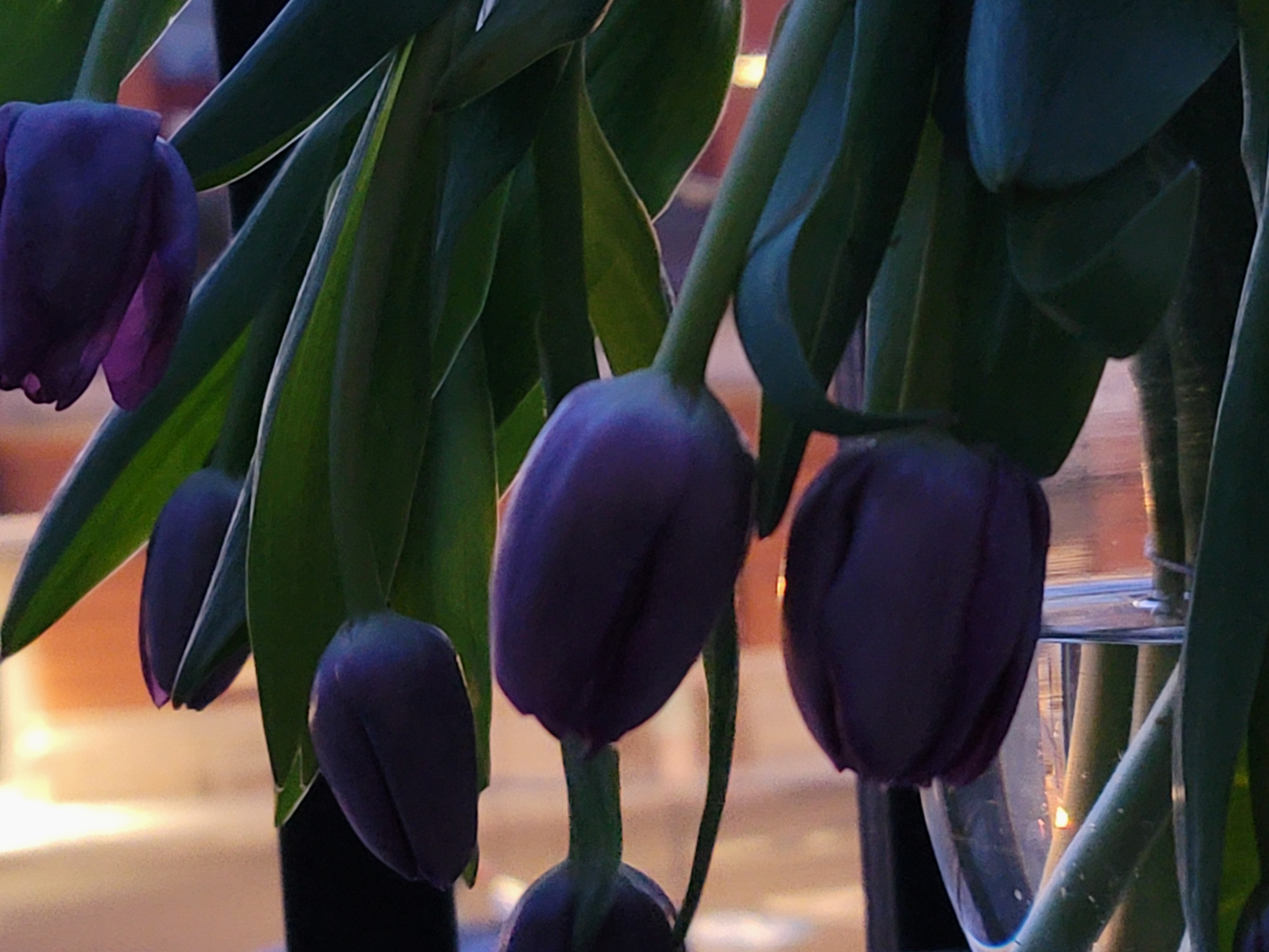 Nft Purple Tulips
