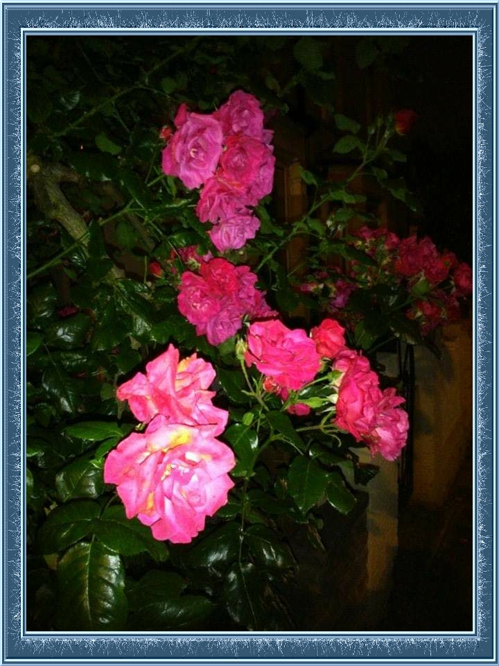 Nft Midnight Rose 1