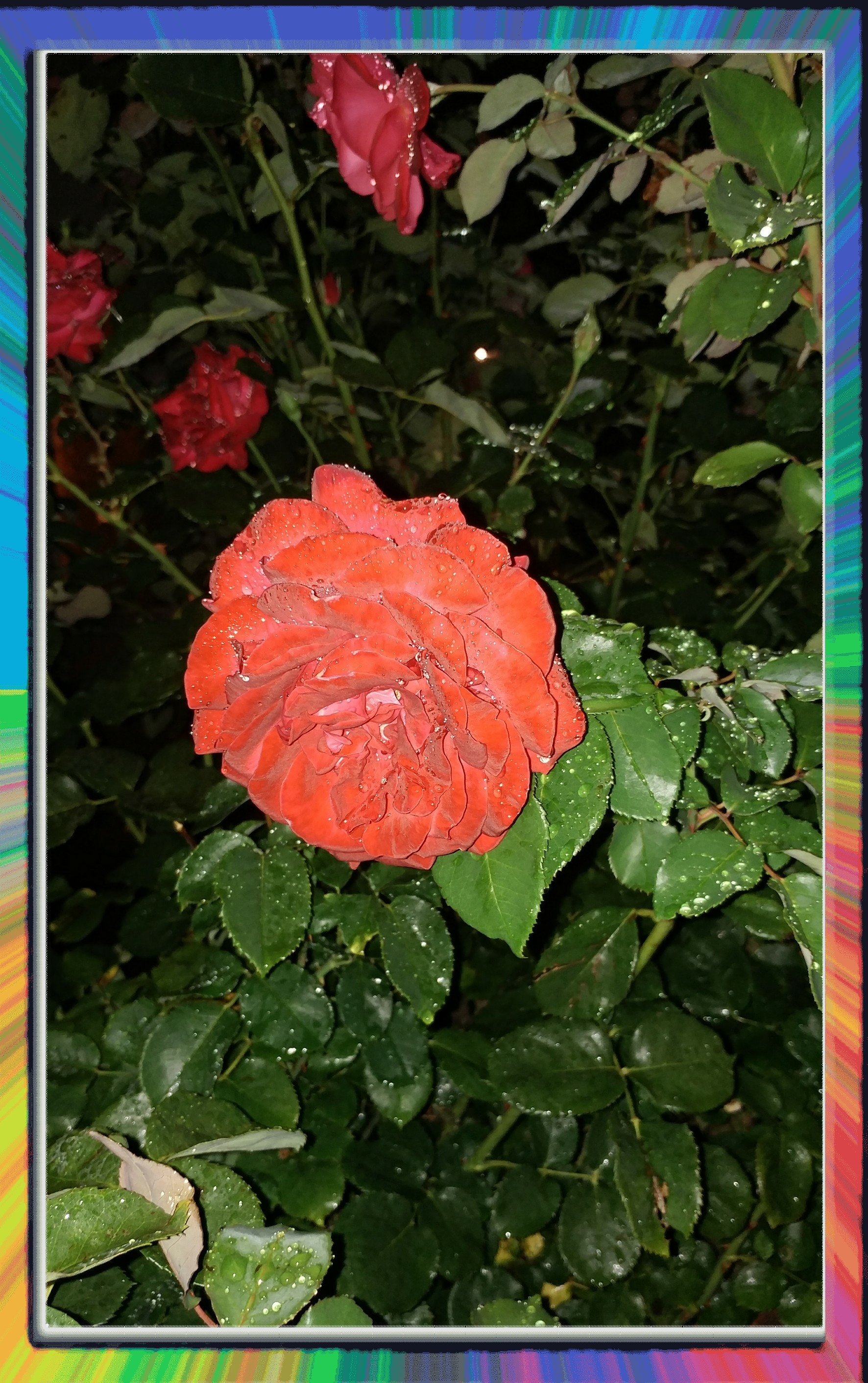 Nft Midnight Rose 2