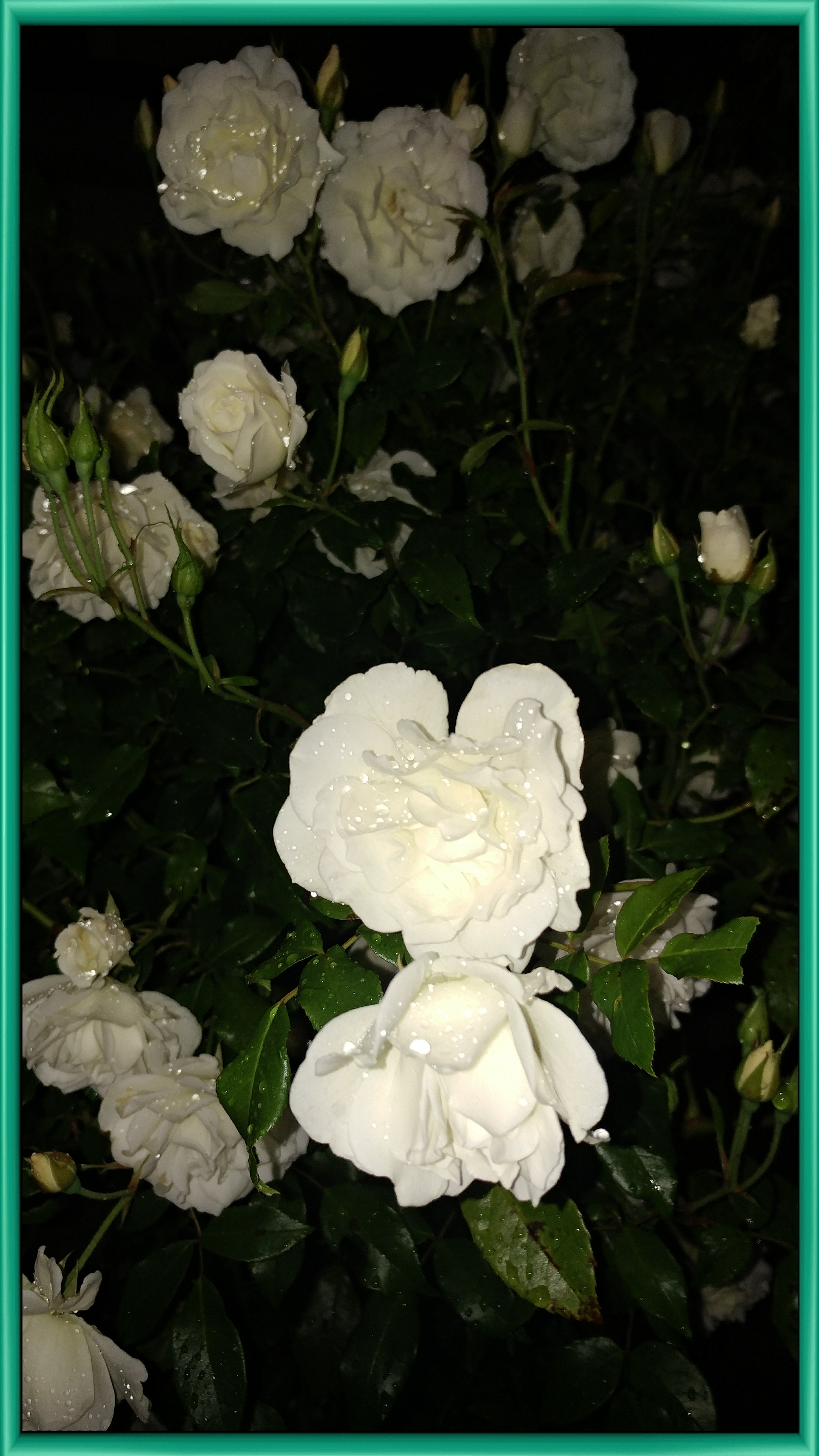 Nft Midnight Rose 3