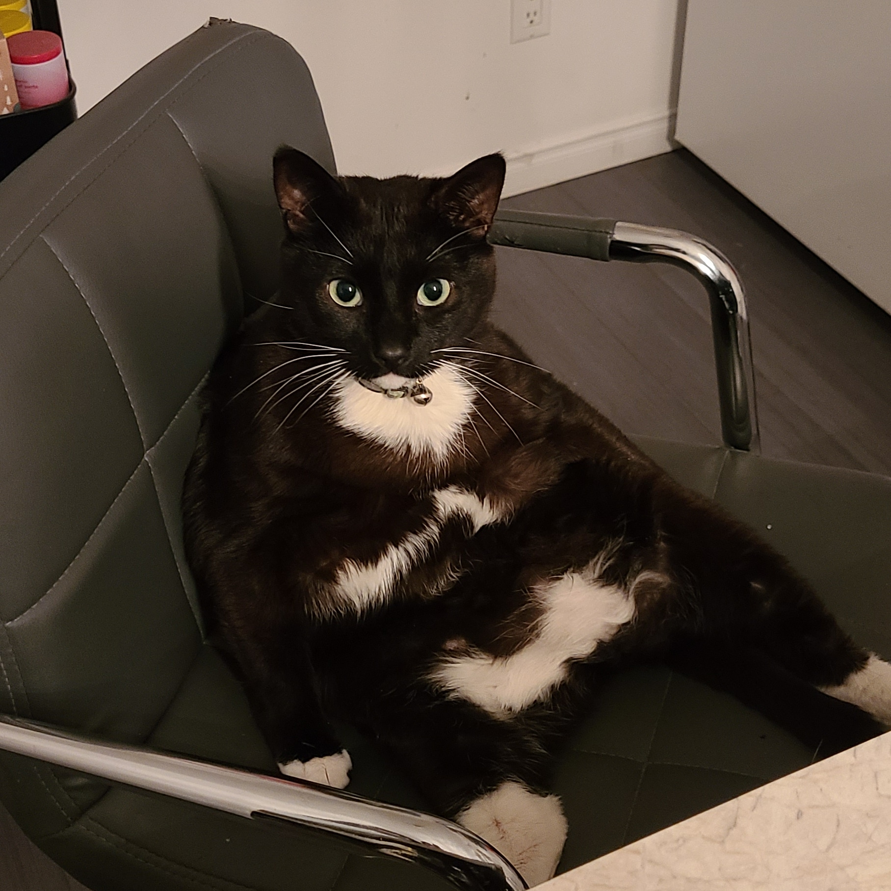 Nft Bizness cat 
