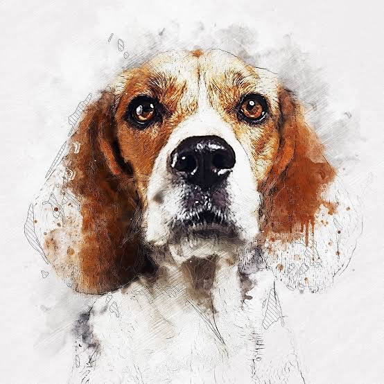 Nft Doggy NFT