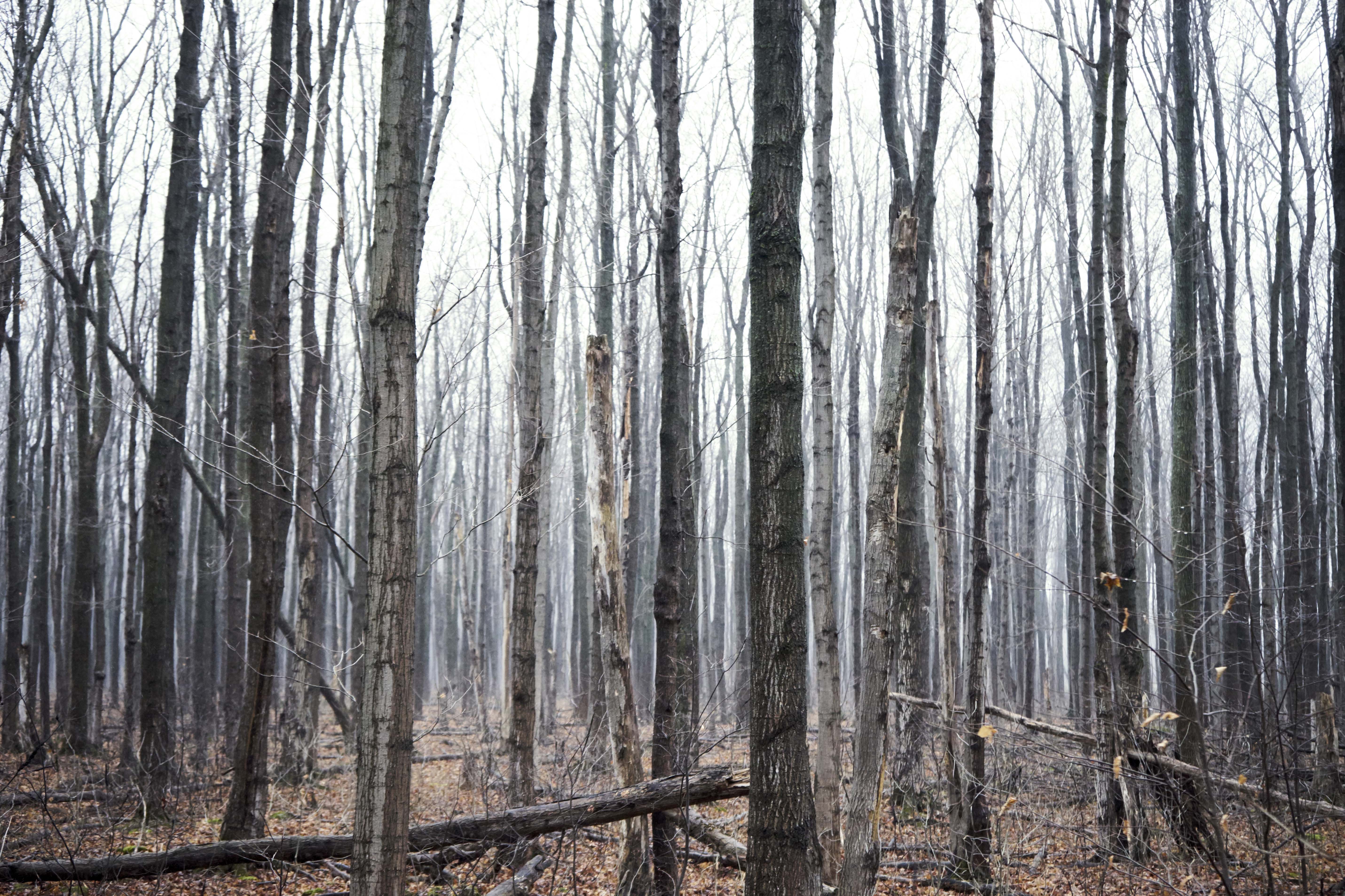 Nft Forests forever