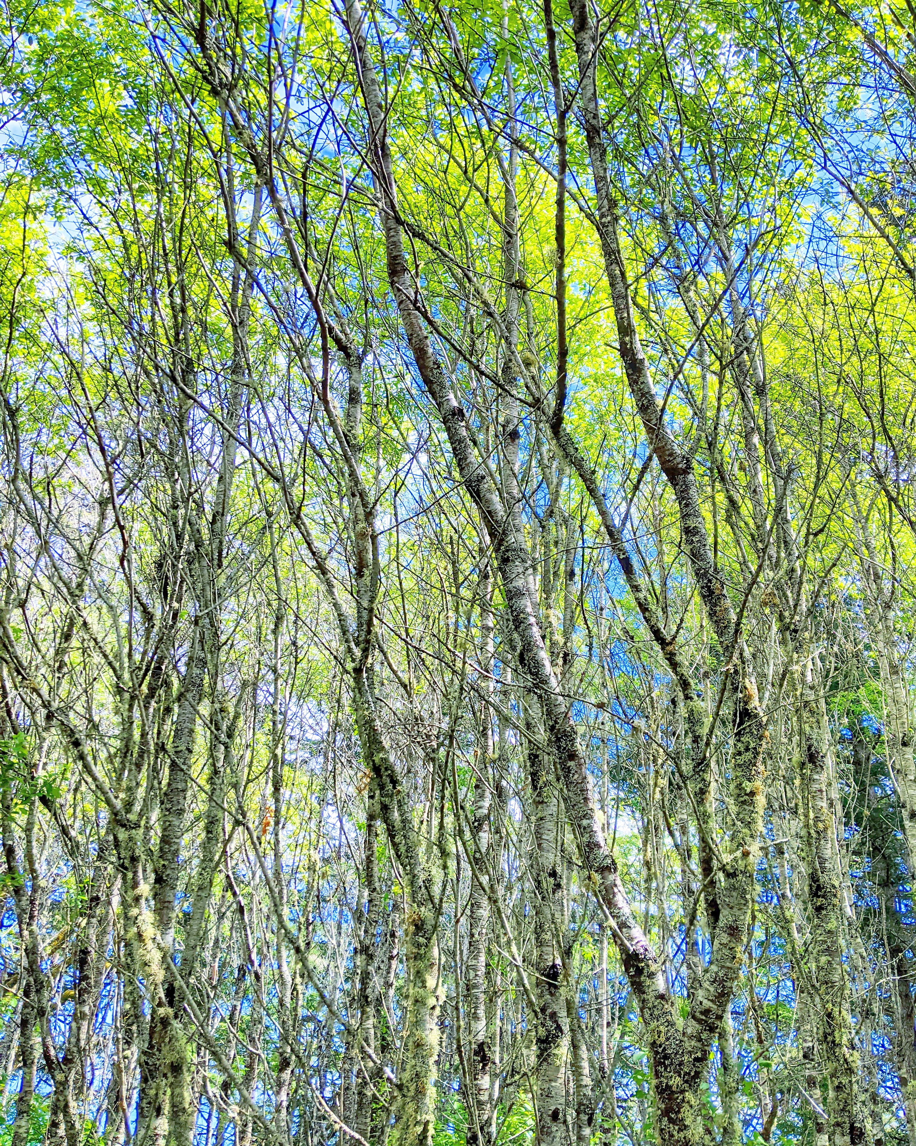Nft Treellage