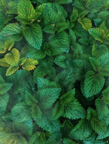 Nft Pepper Mint #2
