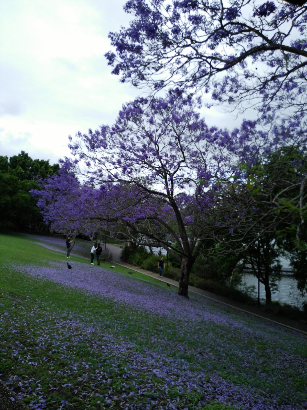 Nft Jacaranda