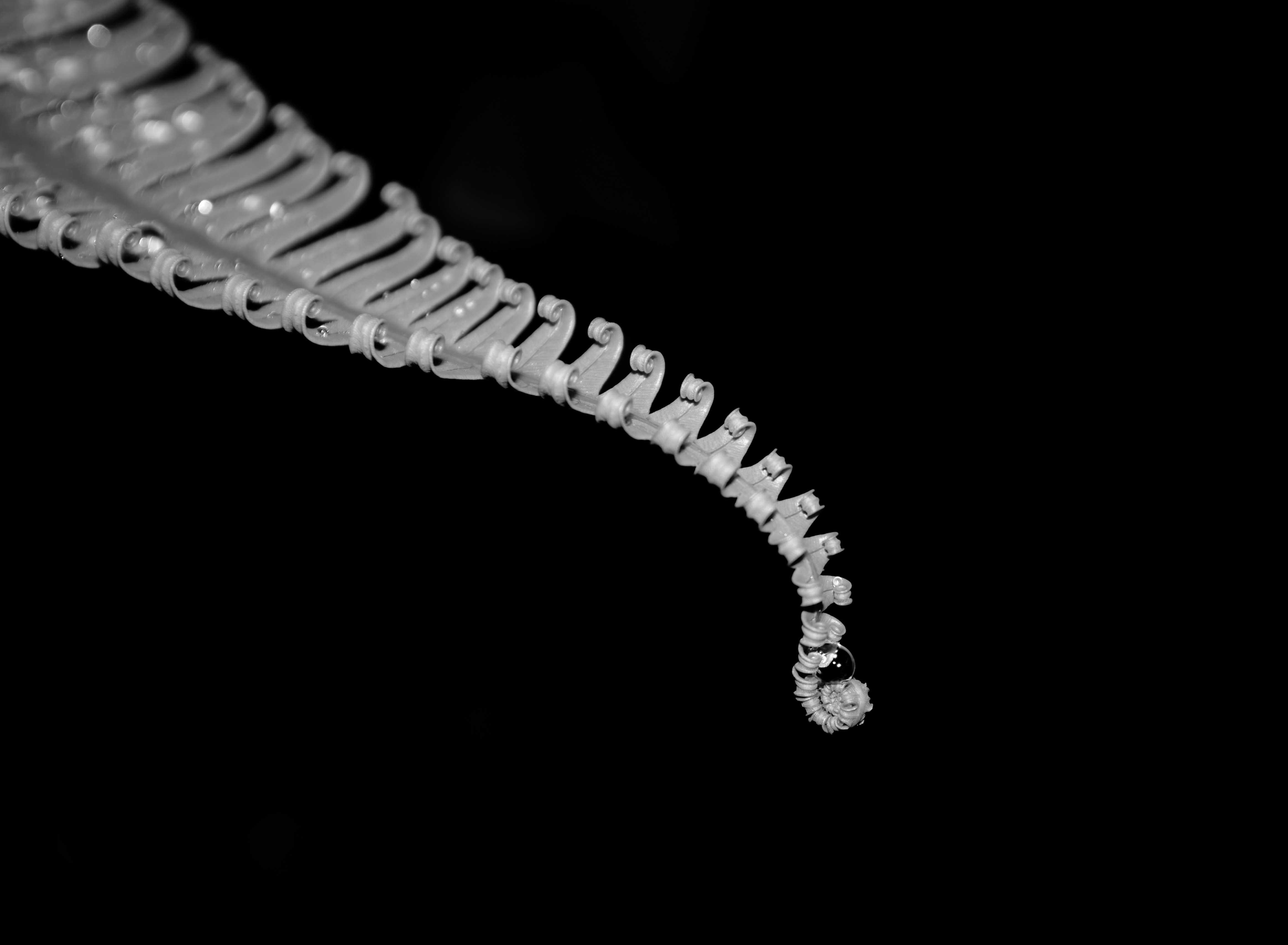 Nft Abstract fern