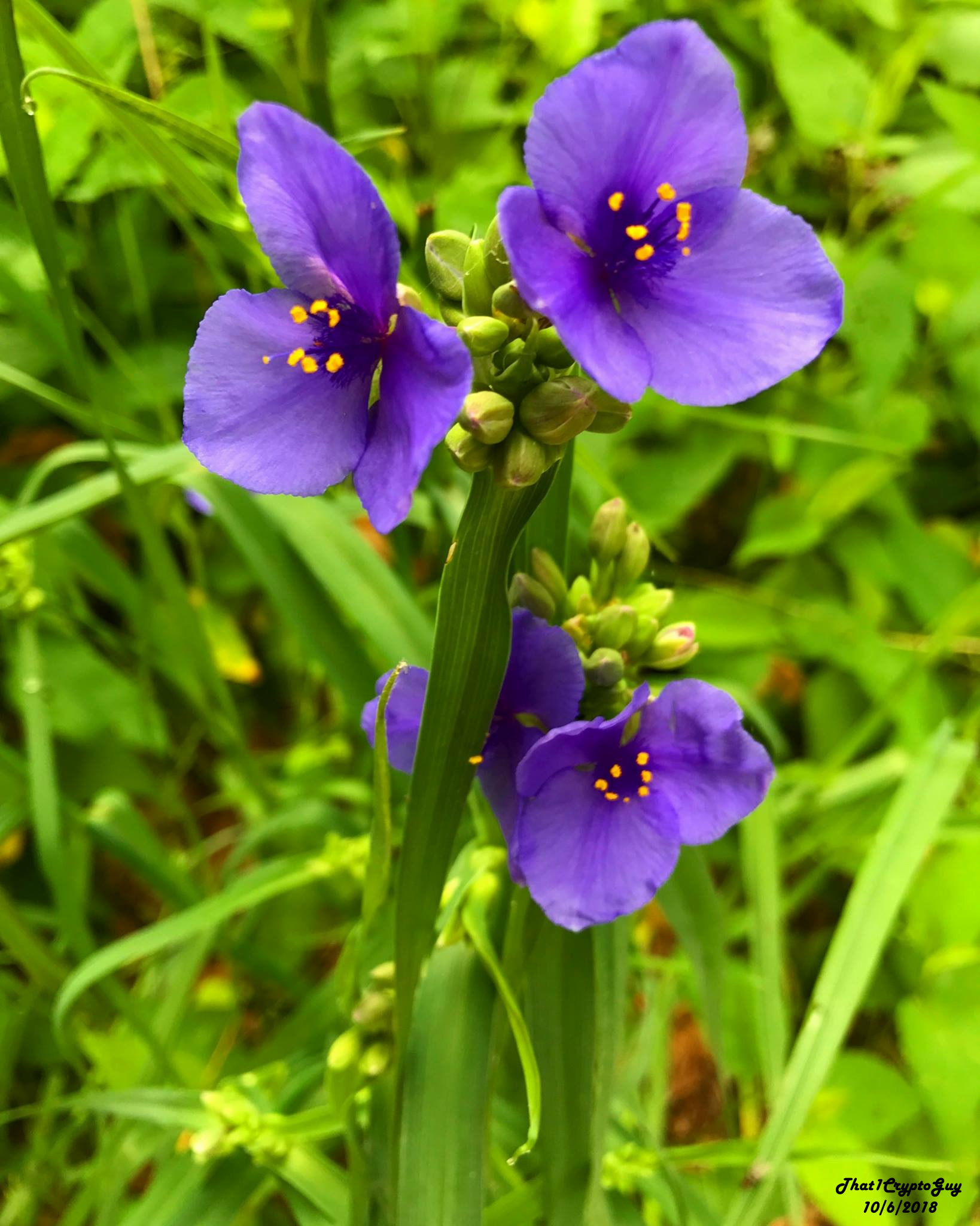 The Flower NFT Collection Airnfts