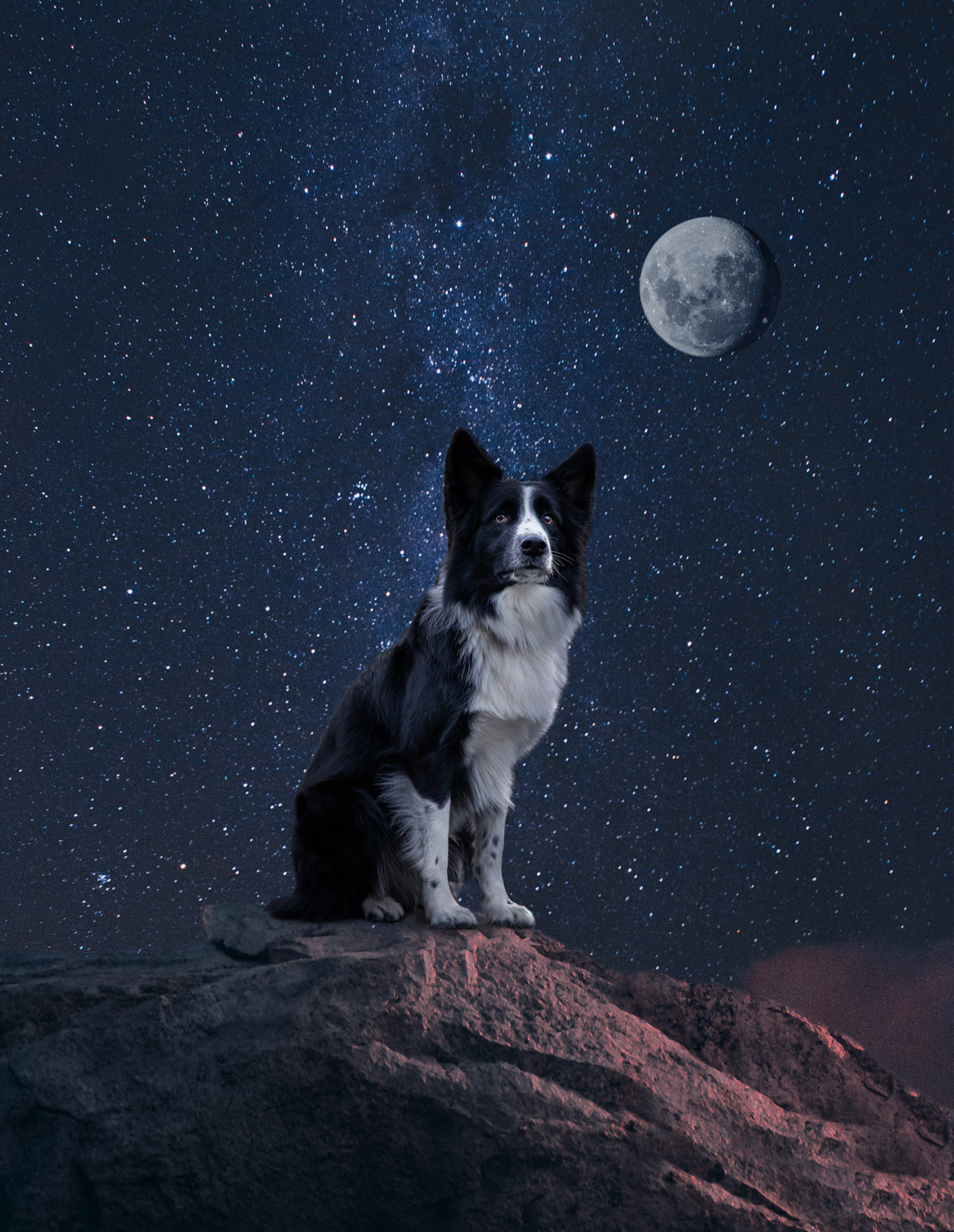 Nft Candela "Ninja" Dog