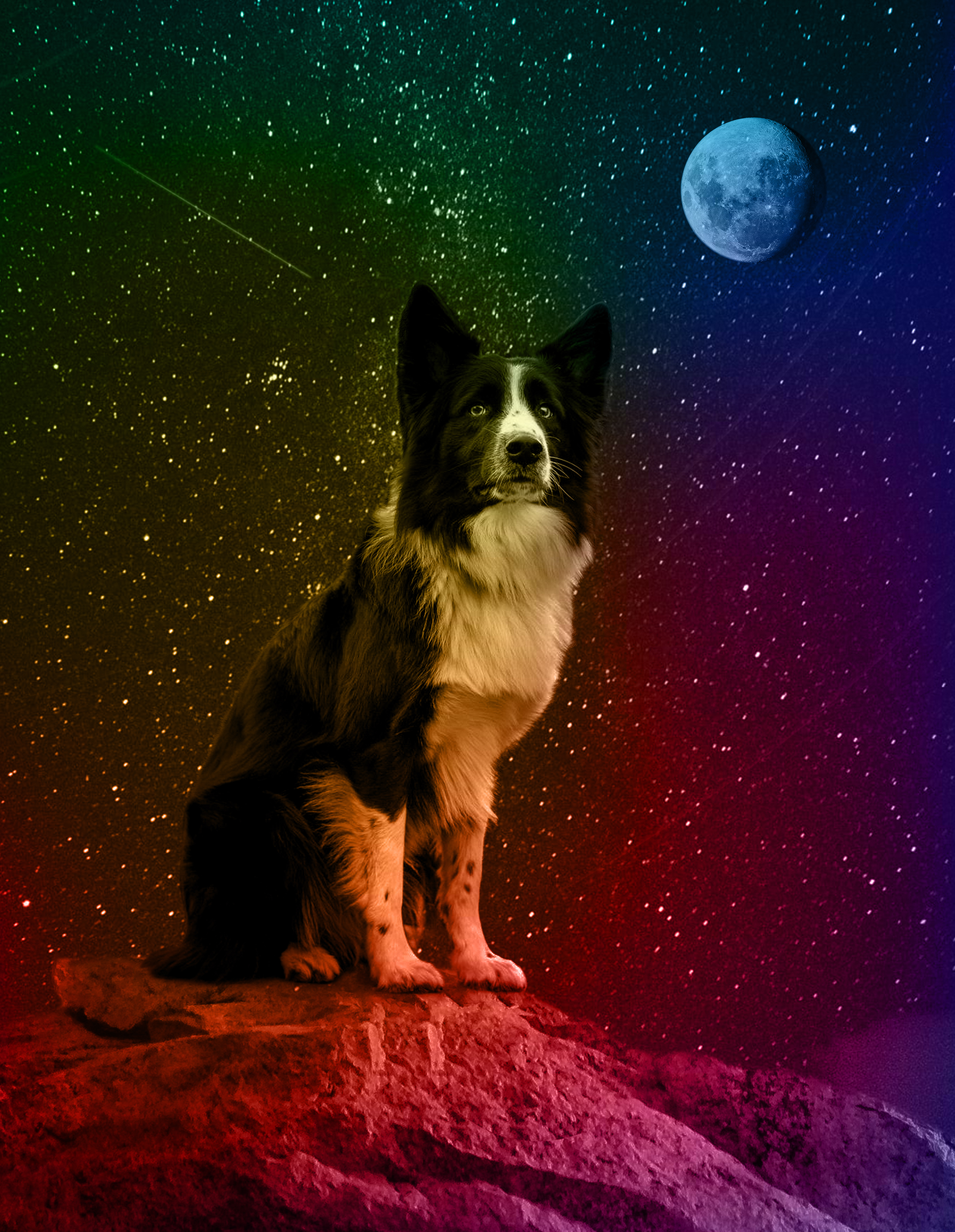 Nft Candela "Ninja" Dog