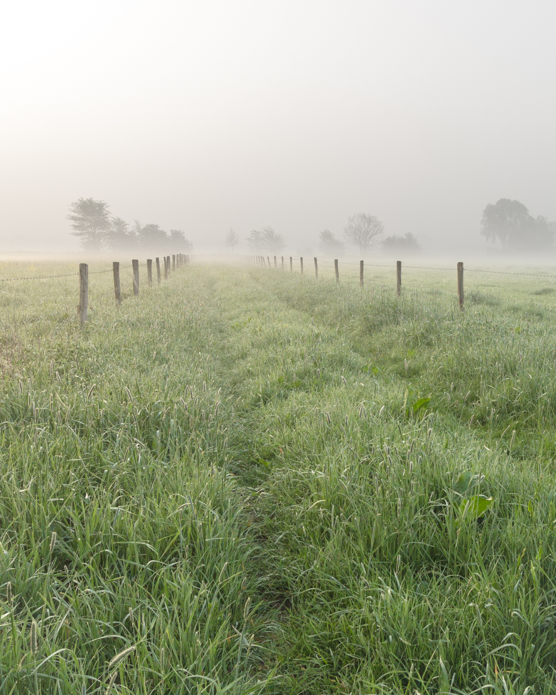 Nft Fields