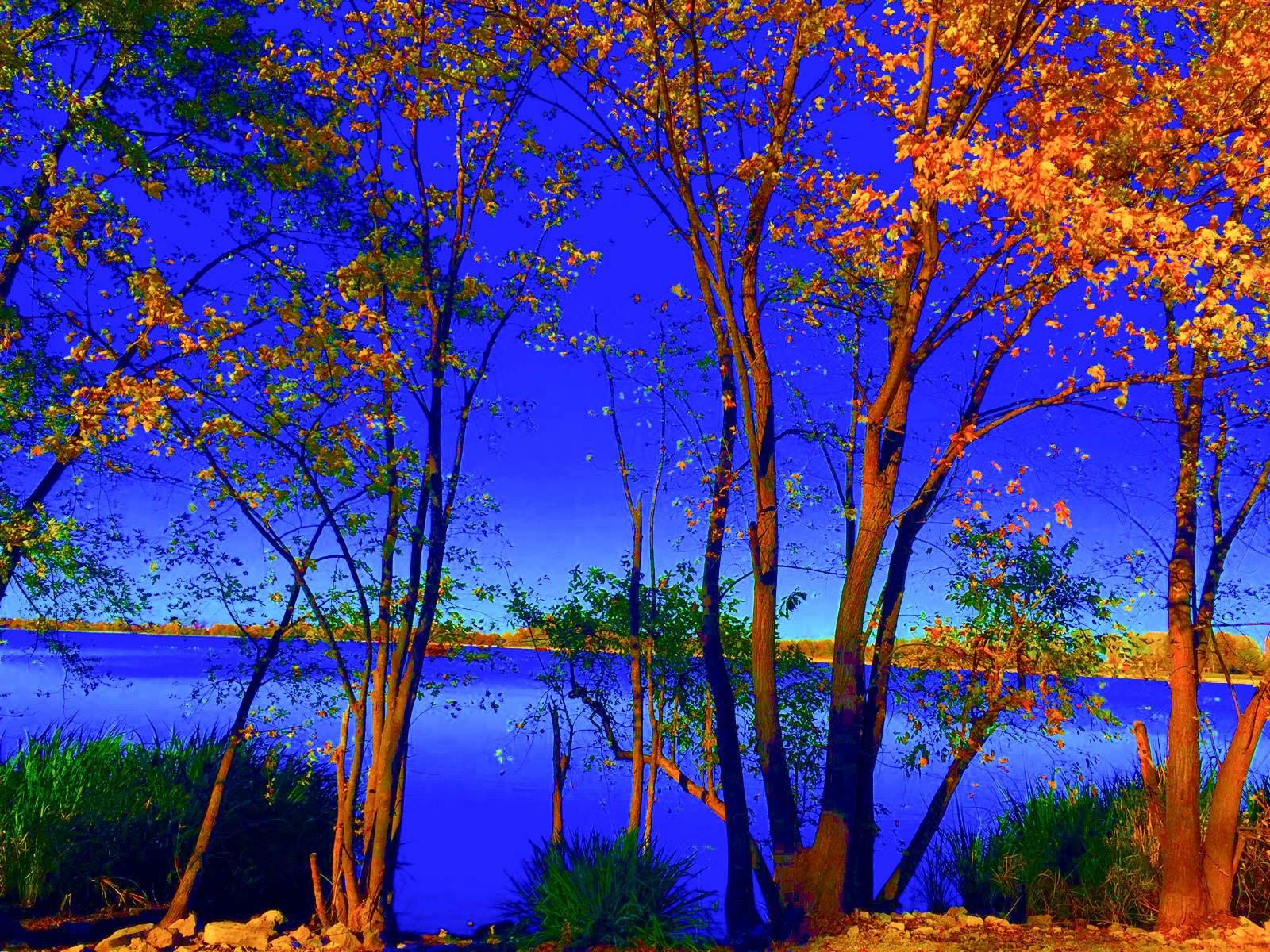 Nft Lakeside Trees