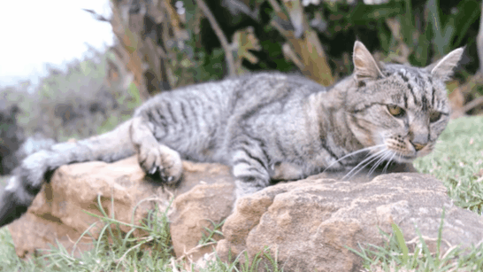 Nft Mean Cat