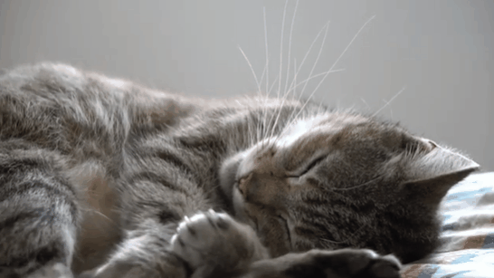 Nft purr purr cat