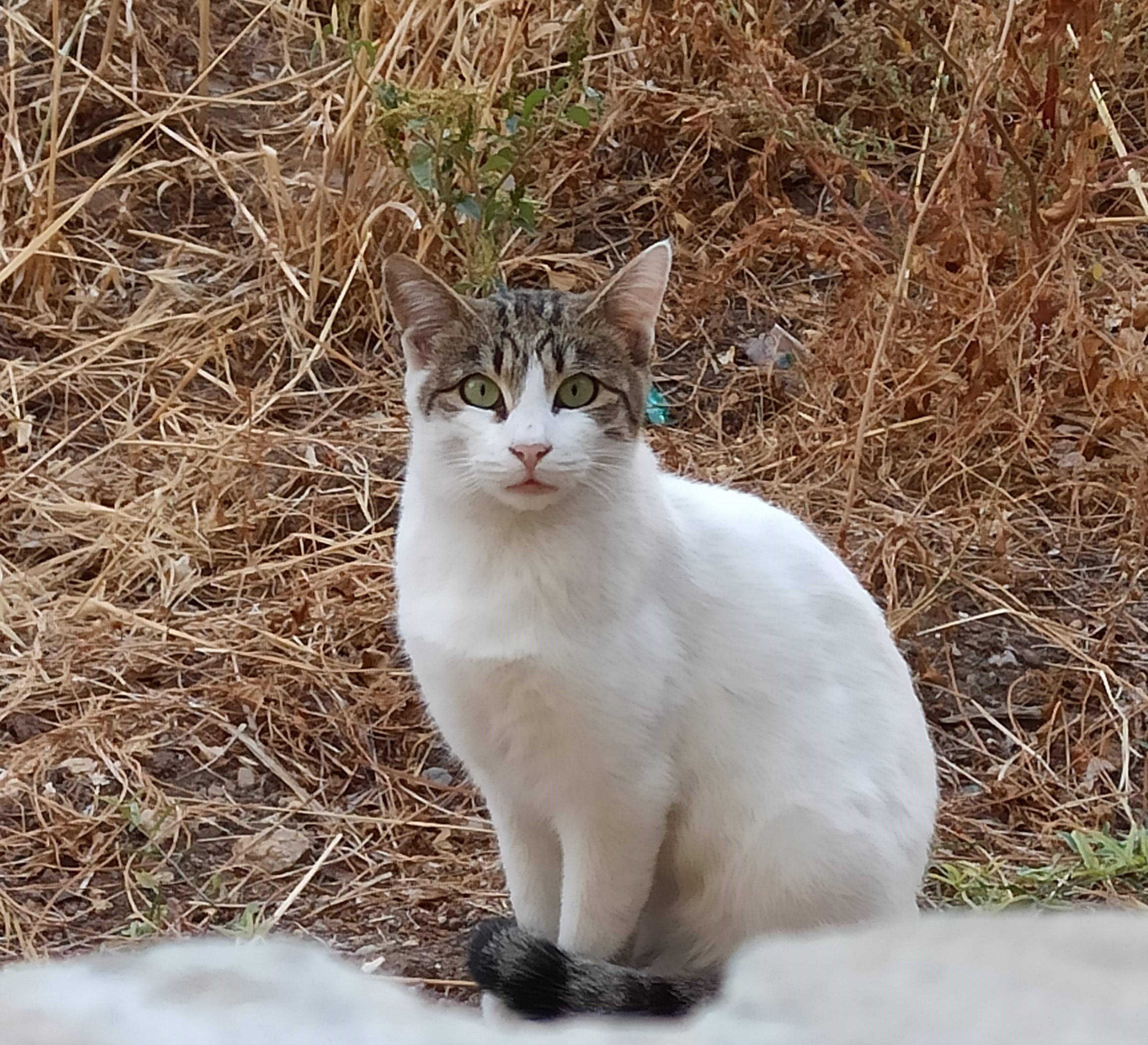 Nft cats #001