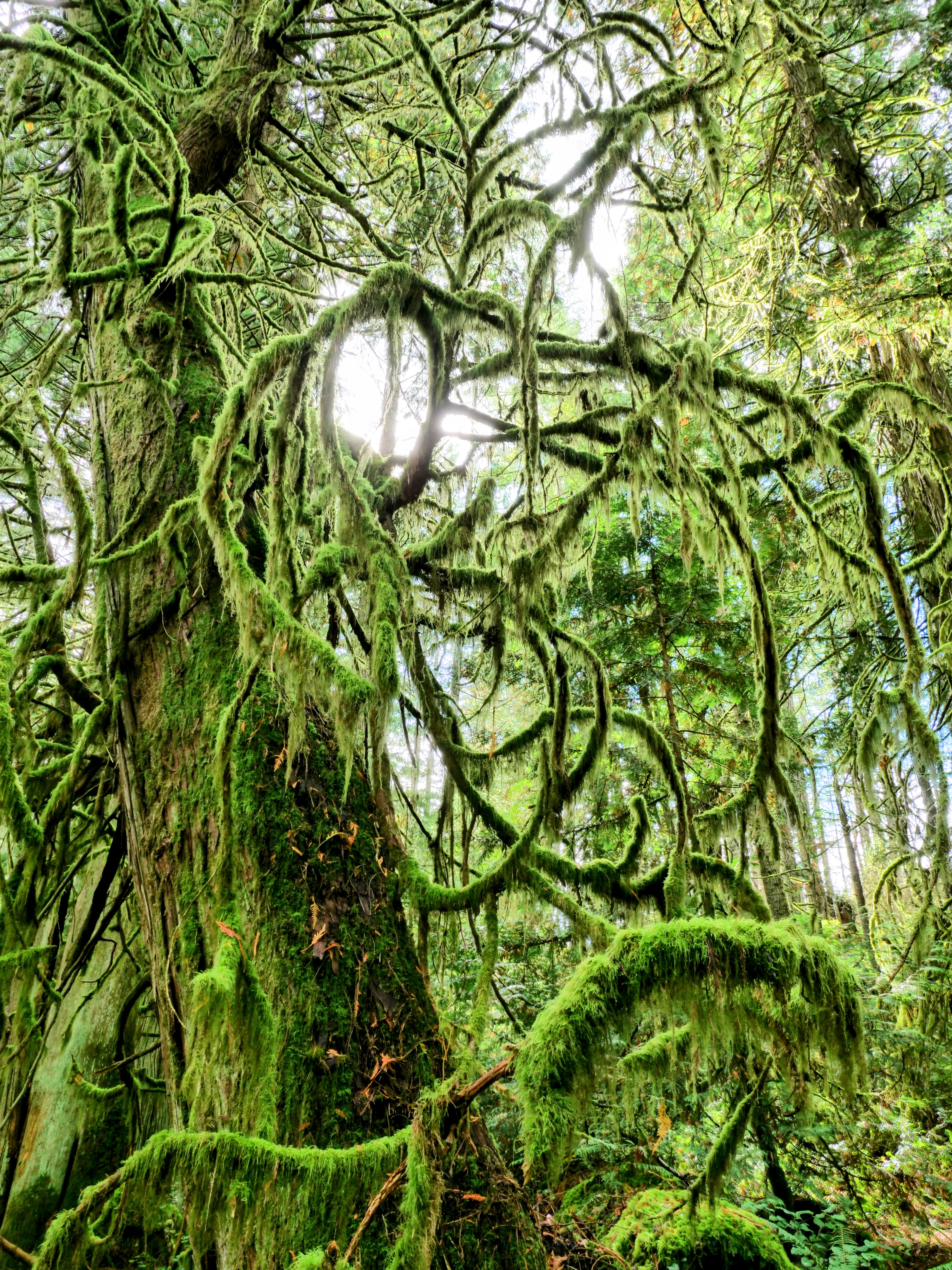 Nft Witchy wood