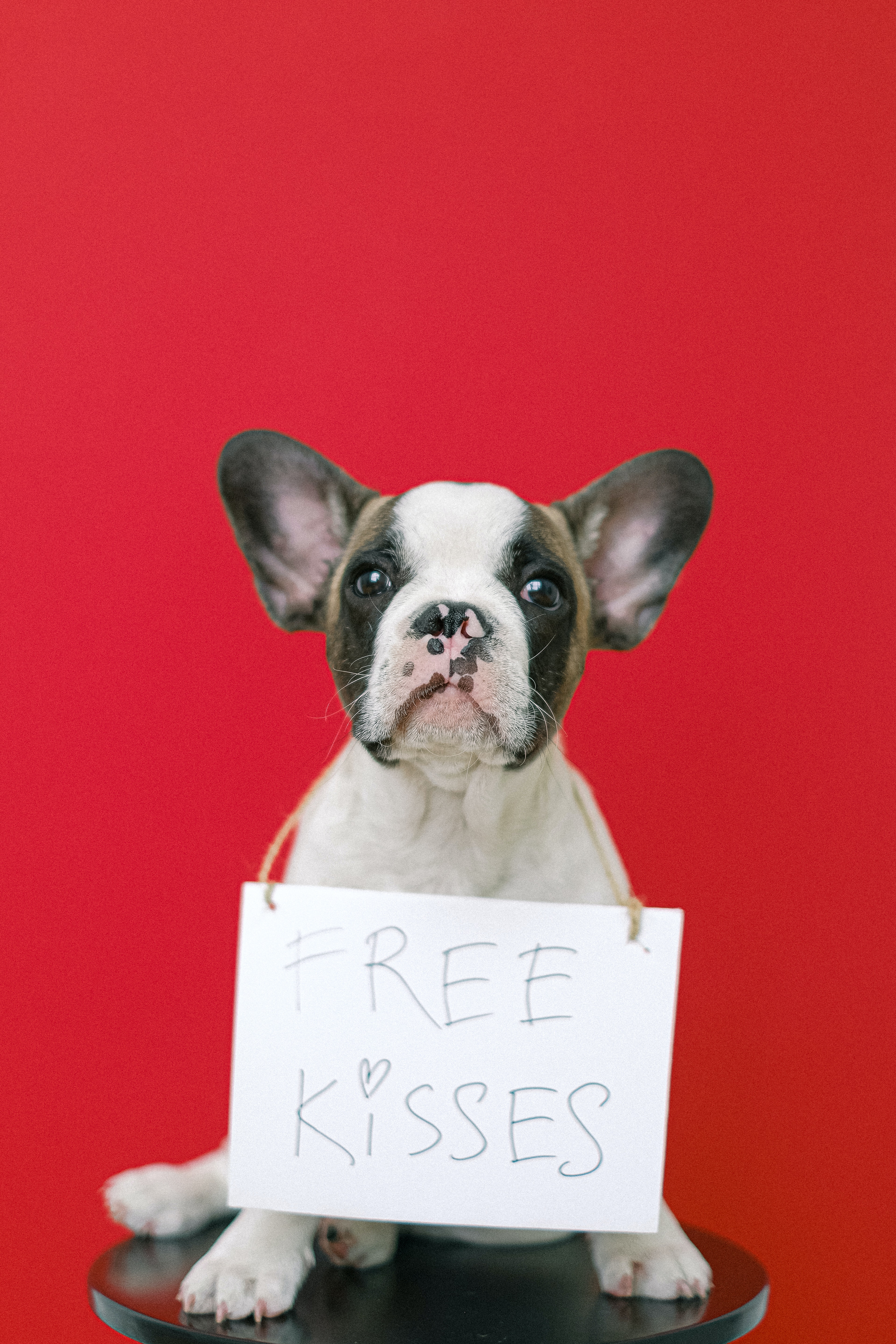 Nft The free kisses dog