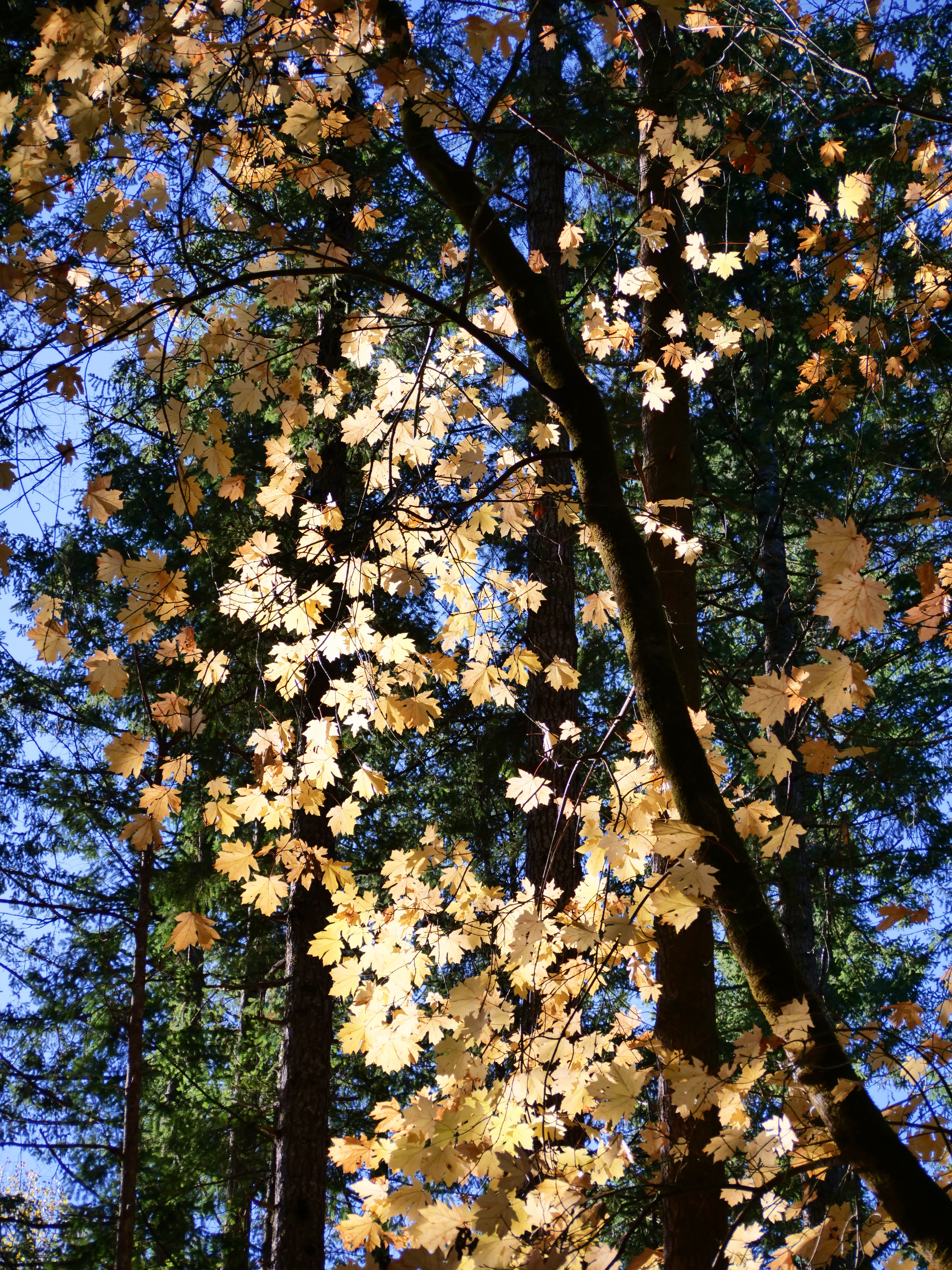 Nft Autumn lights