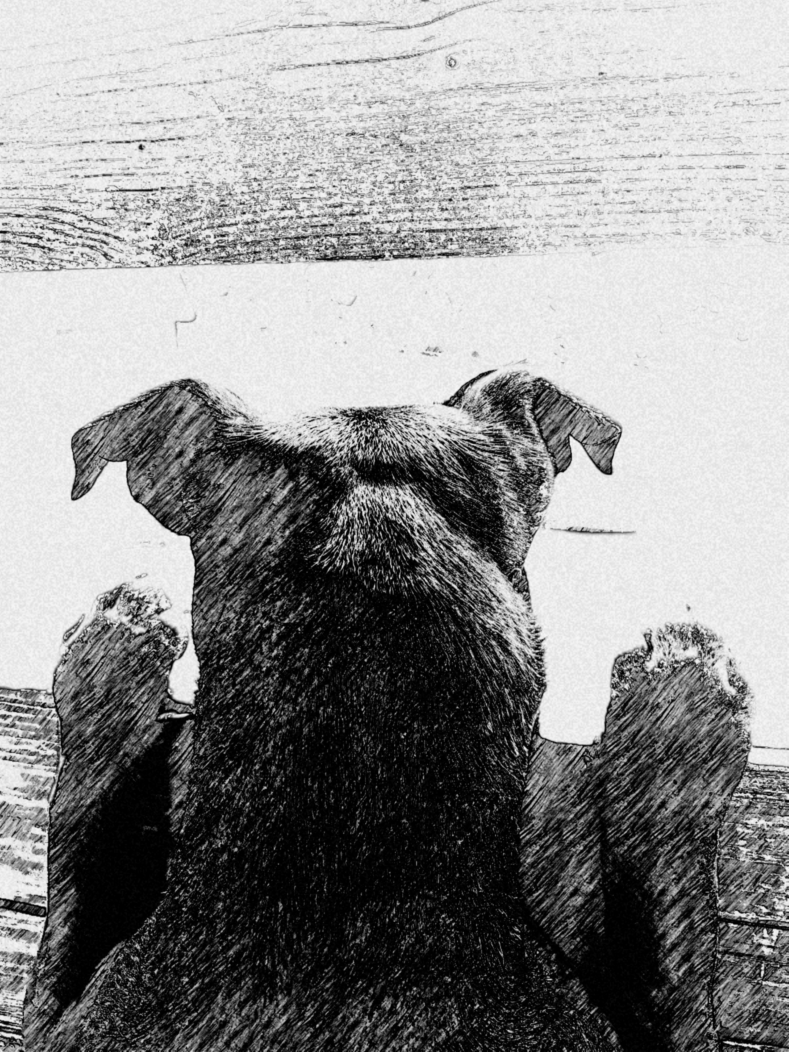 Nft PUPPY NFT