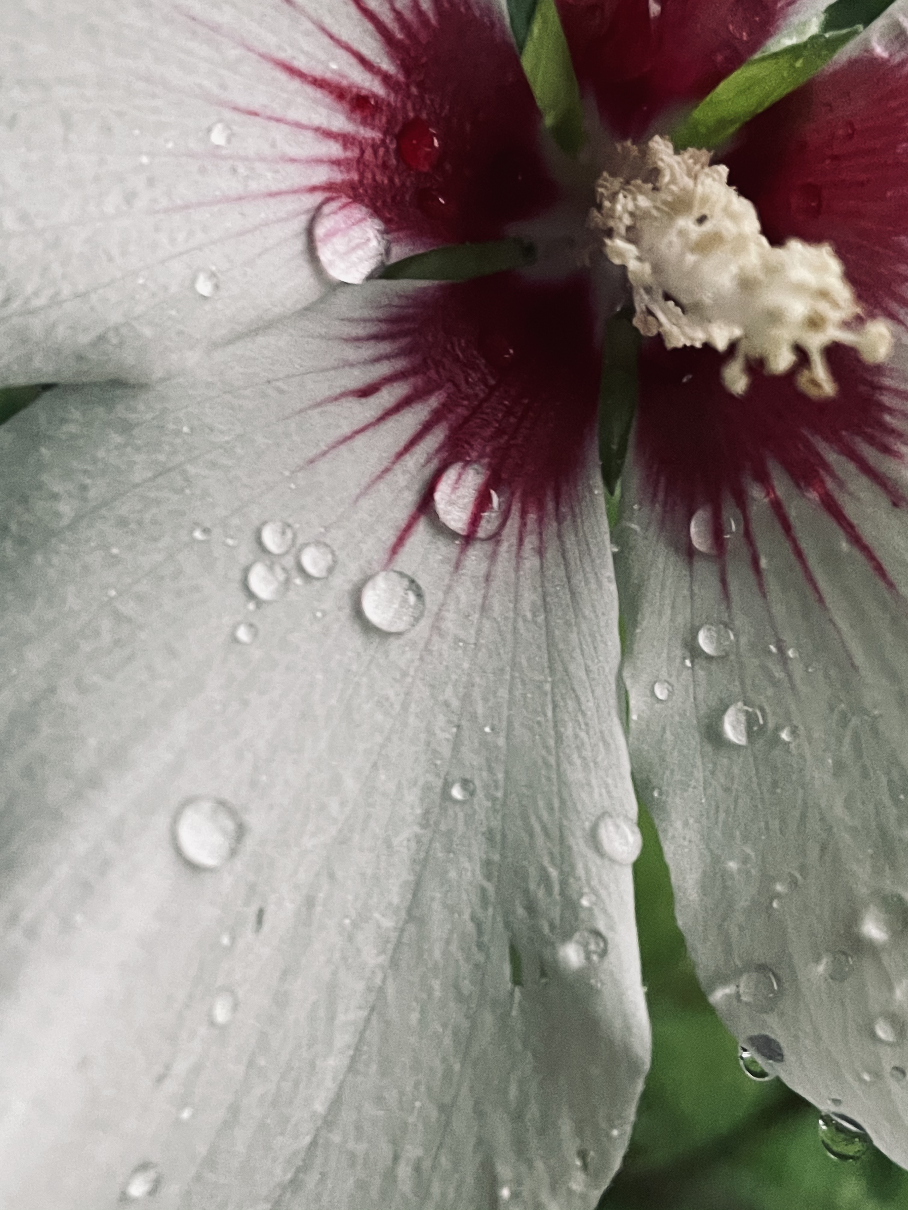 Nft Hibiscus Gems