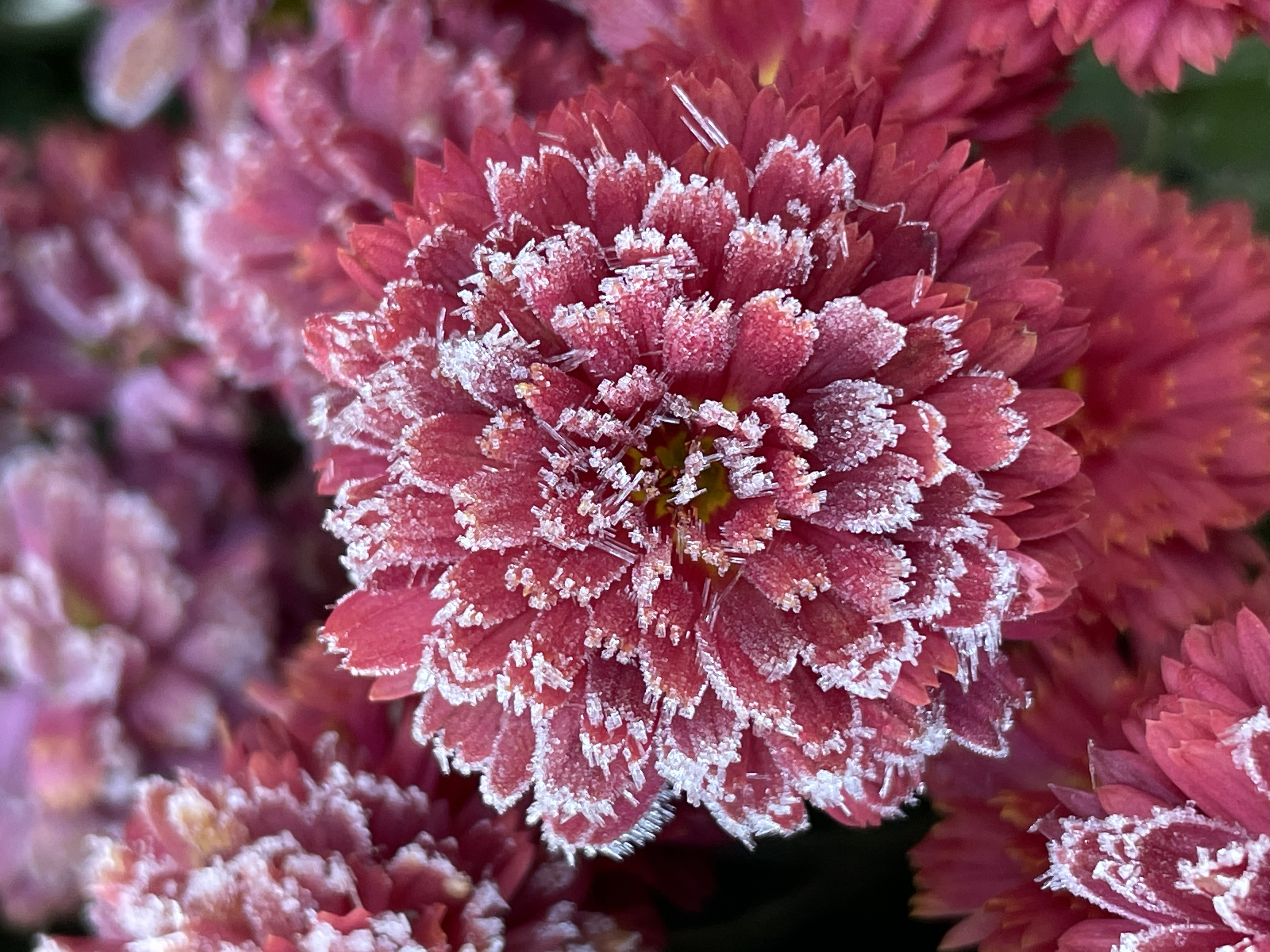Nft Nubilous Infrigidated Mums X