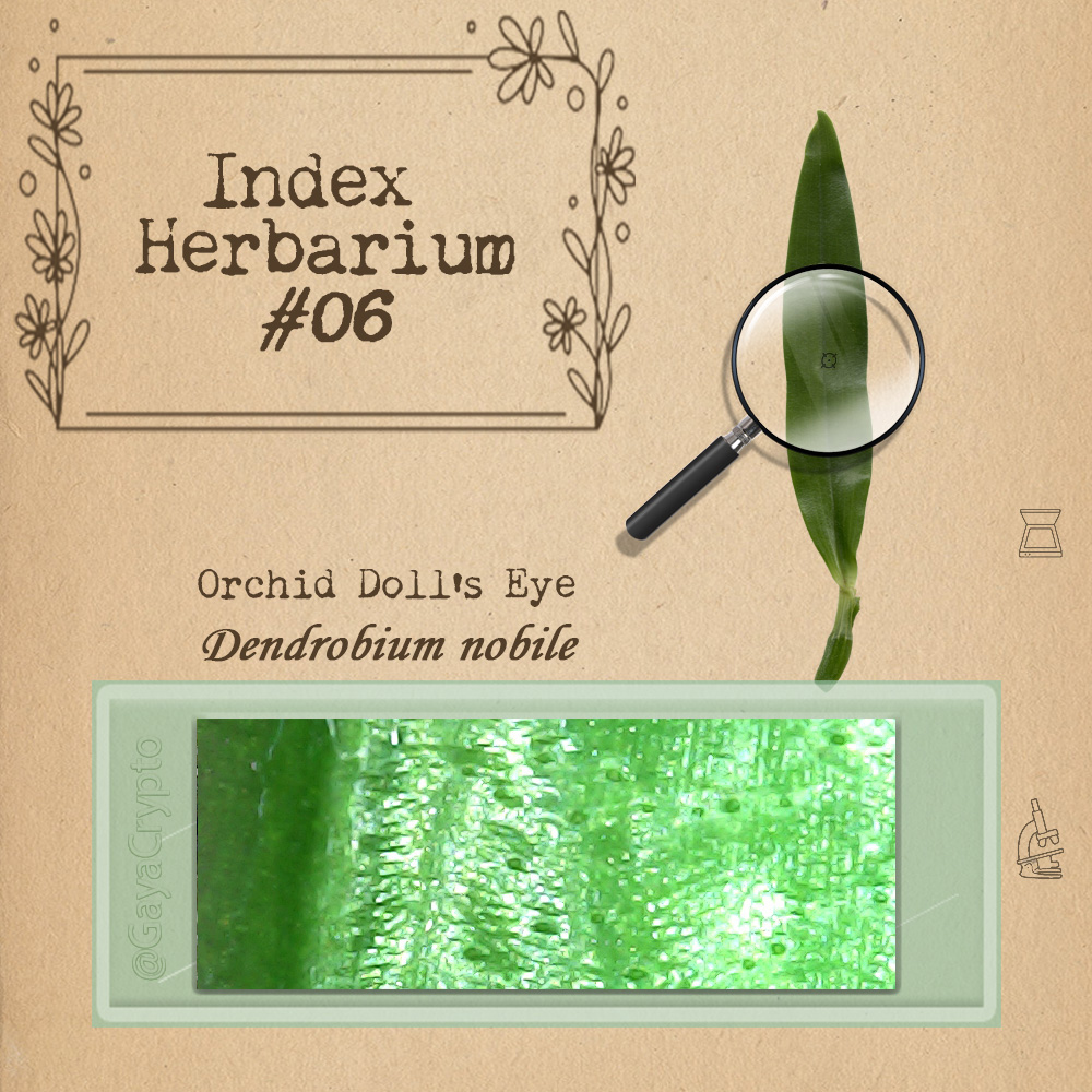 Nft Index Herbarium #06