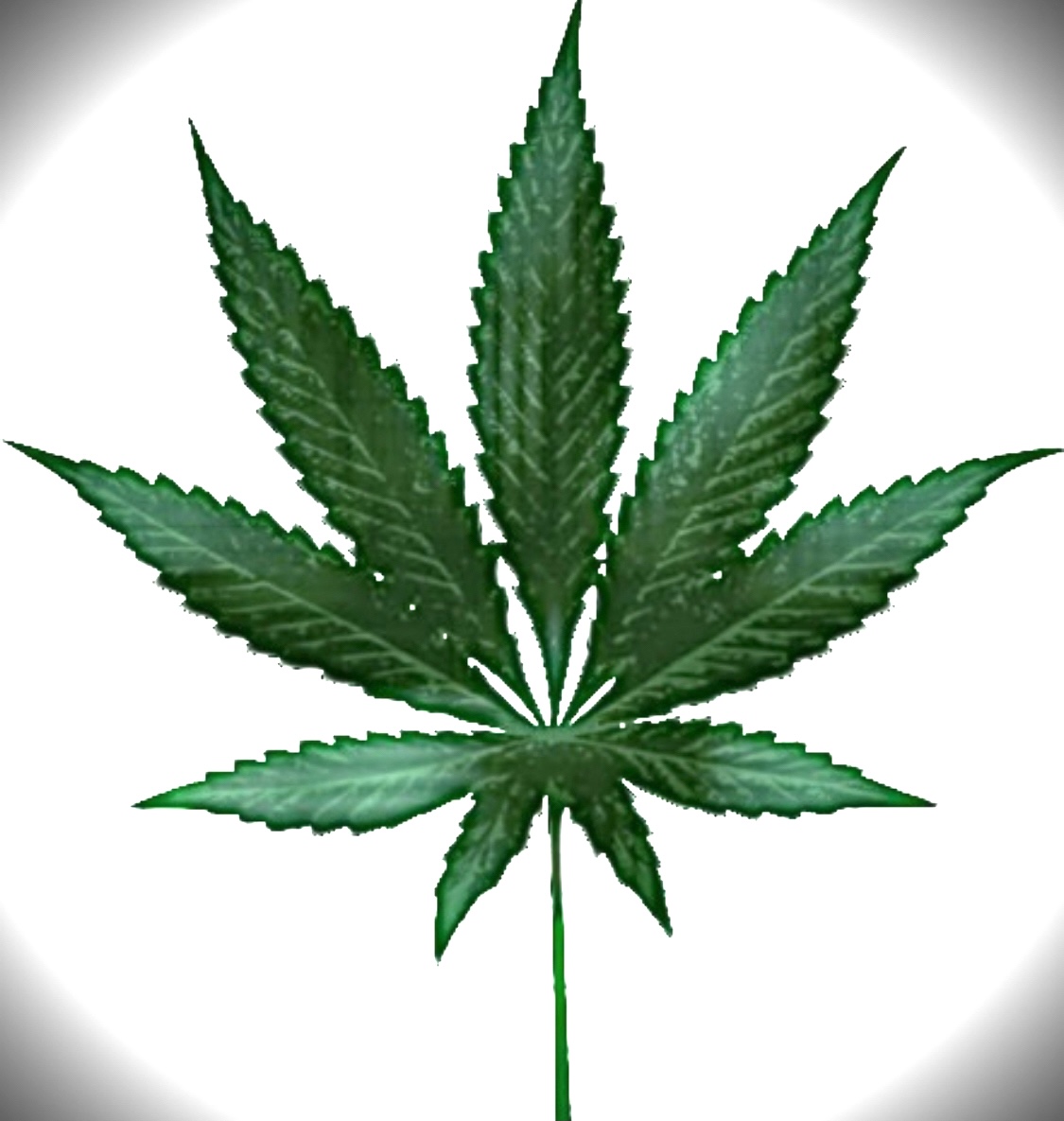 Nft StonerKat01