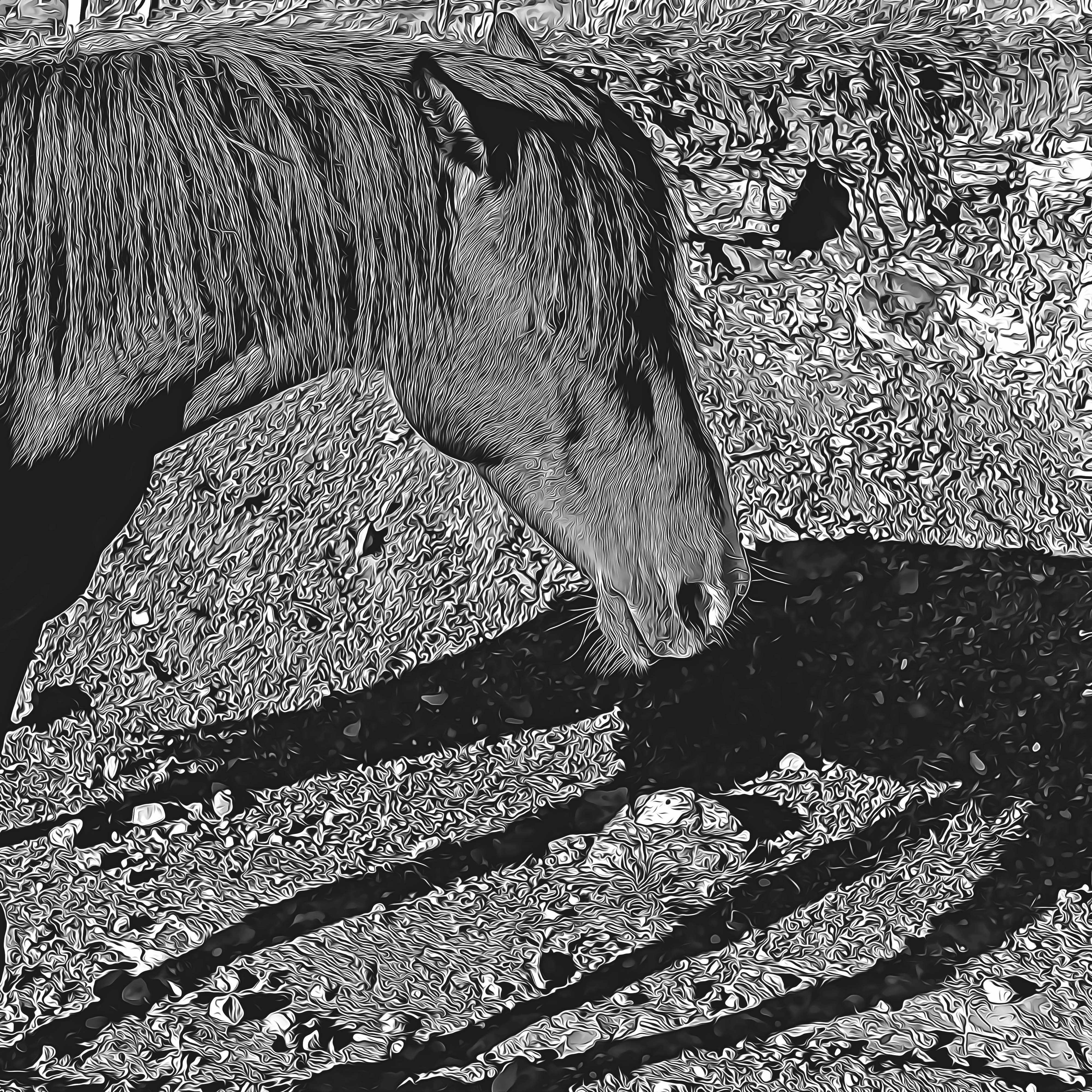 Nft HORSE_M.E