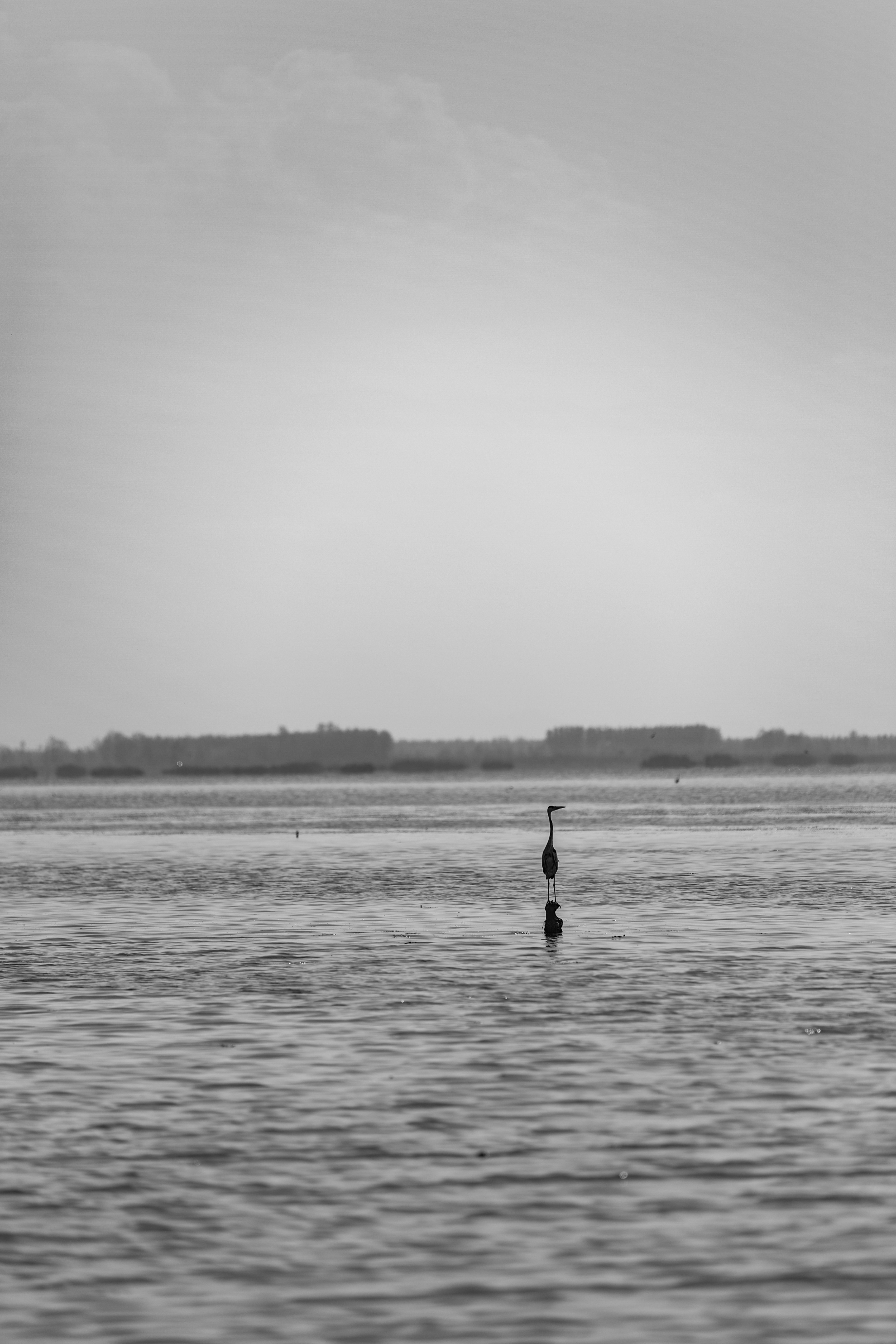 Nft LONELY_M.E