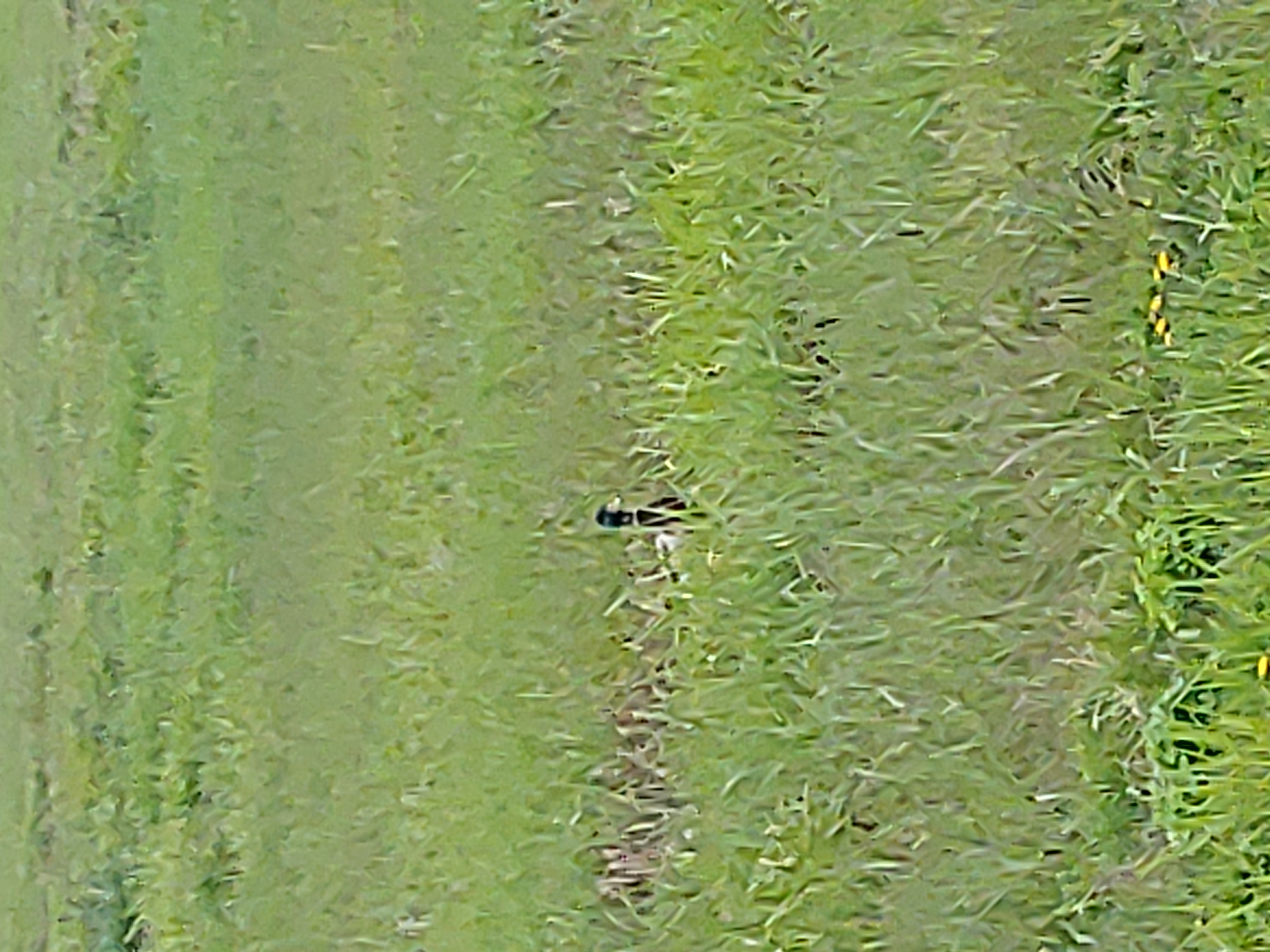 Nft Lonelyducky