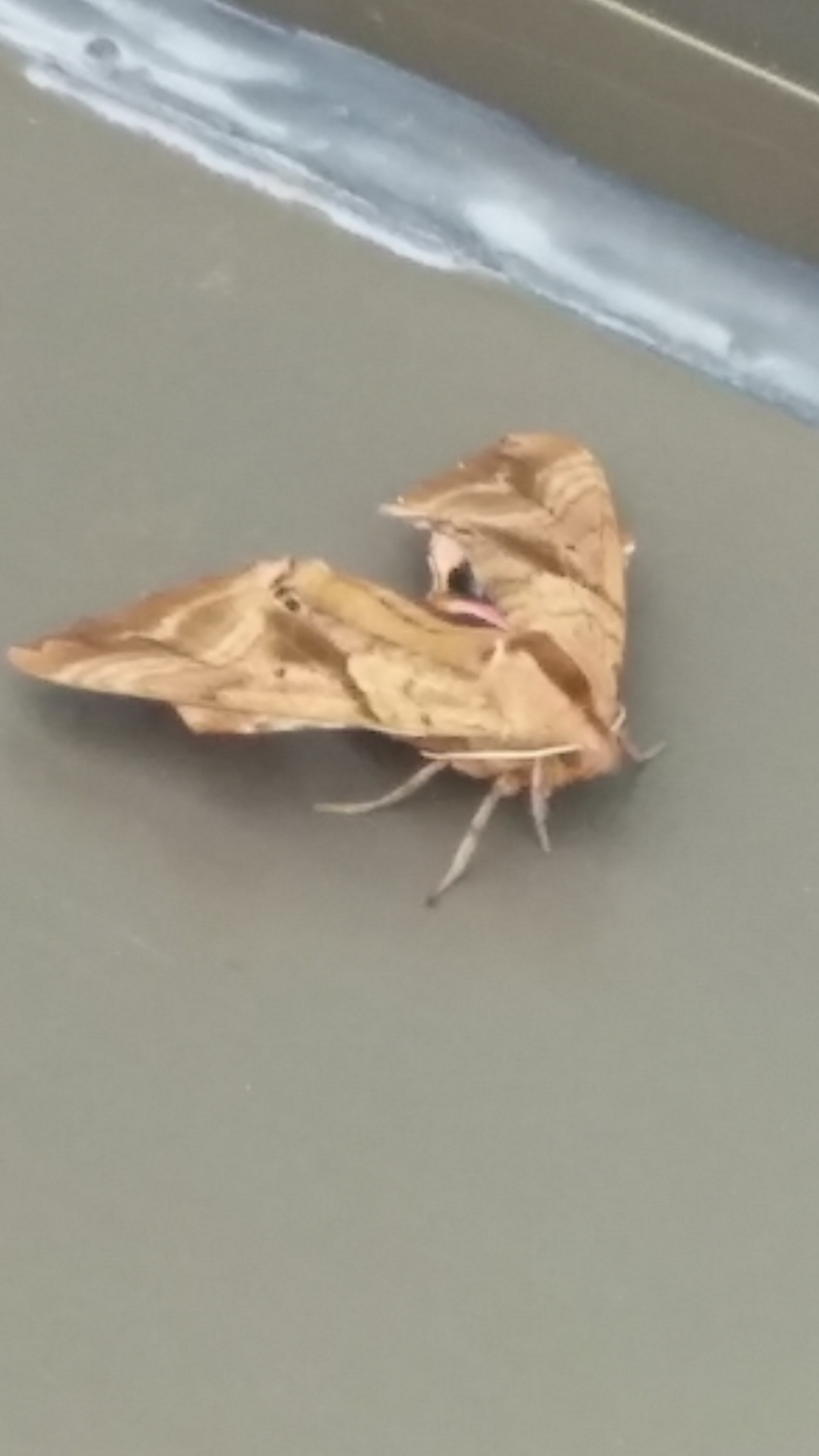 Nft The moth